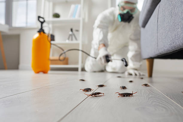 Commercial Kitchen Cockroach Control in Stem